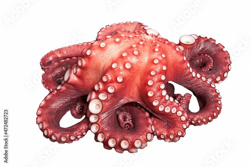octopus boiled prepared to cut, add salt, oil and hot pepper and then eat , isolated on white background