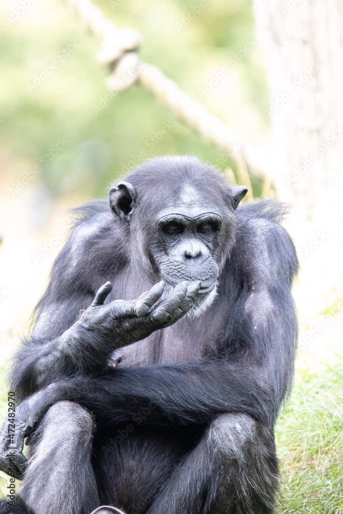 portrait of a chimp portrait of a chimp