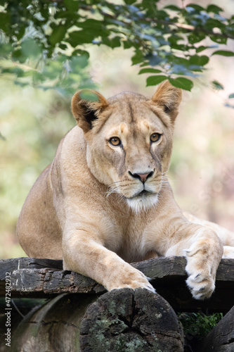 lion and lioness