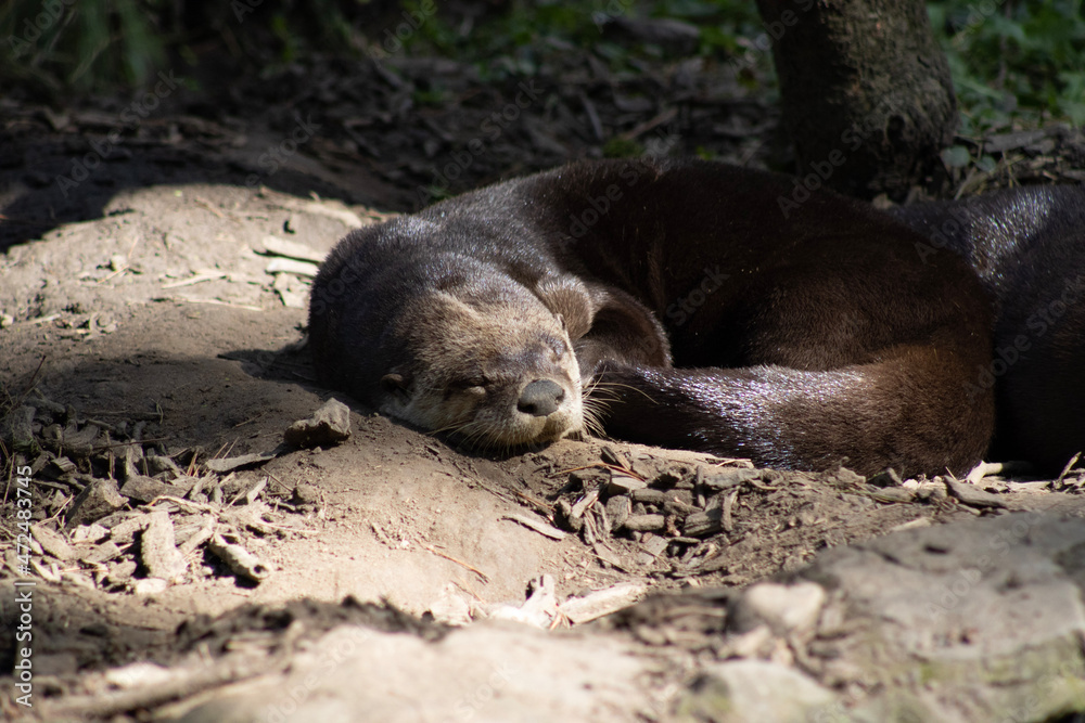 Fototapeta premium sleeping seal