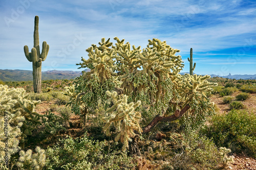 Huge chain fruit cholla, also known as a jumping cholla,  in the Tonto National Forest, Arizona photo
