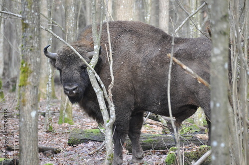 European bison in the forest in the Białowieża Primeval Forest. The largest species of mammal found in Europe. Ungulates living in herds. Endangered species.