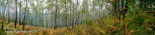 Panorama of birch forest in the mountains. In early autumn  the fern turns yellow.