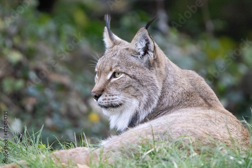 portrait of a lynx © Marco