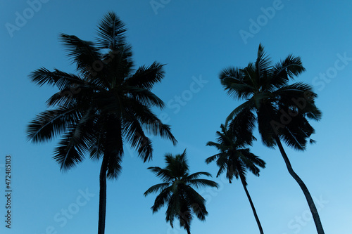 Silhoutte of four palms in Seychelles © photogoricki