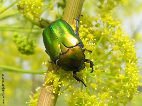 green bug on a green leaf
