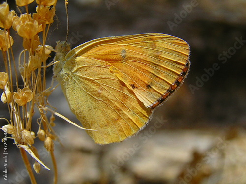 butterfly on flower