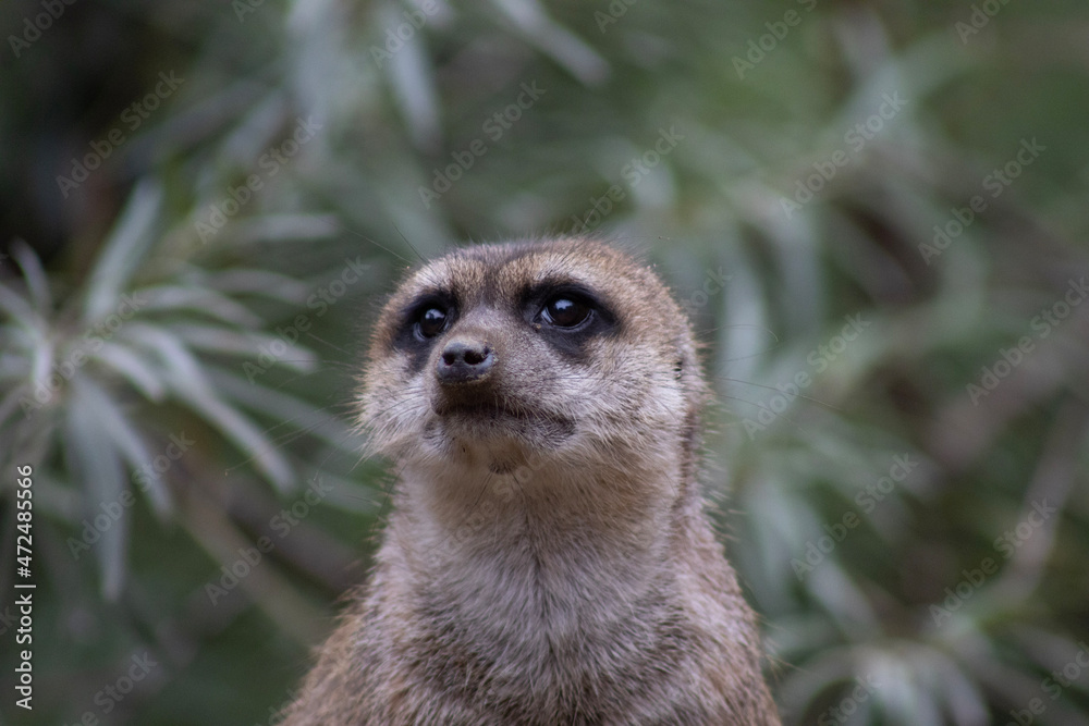 Fototapeta premium close up of a meerkat
