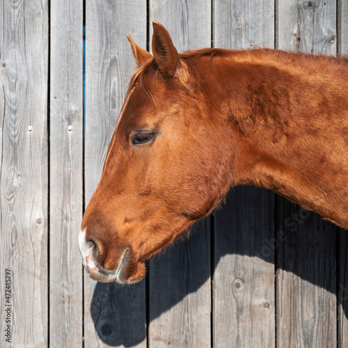 Fototapeta Naklejka Na Ścianę i Meble -  Portrait of a brown horse