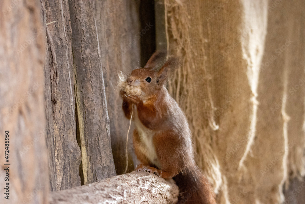 Fototapeta premium squirrel in the park