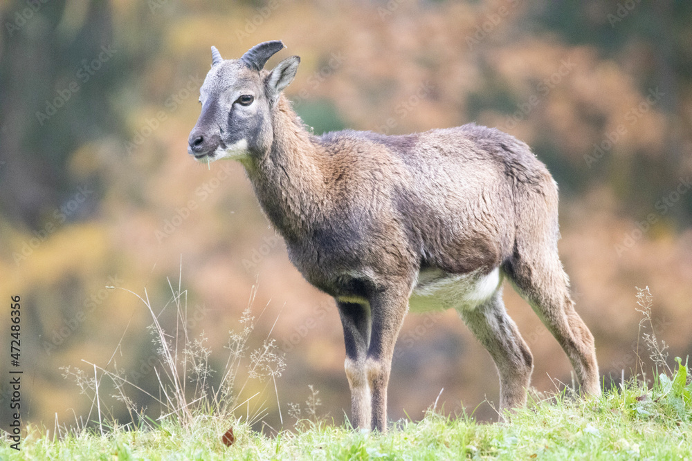 Fototapeta premium goat in the woods