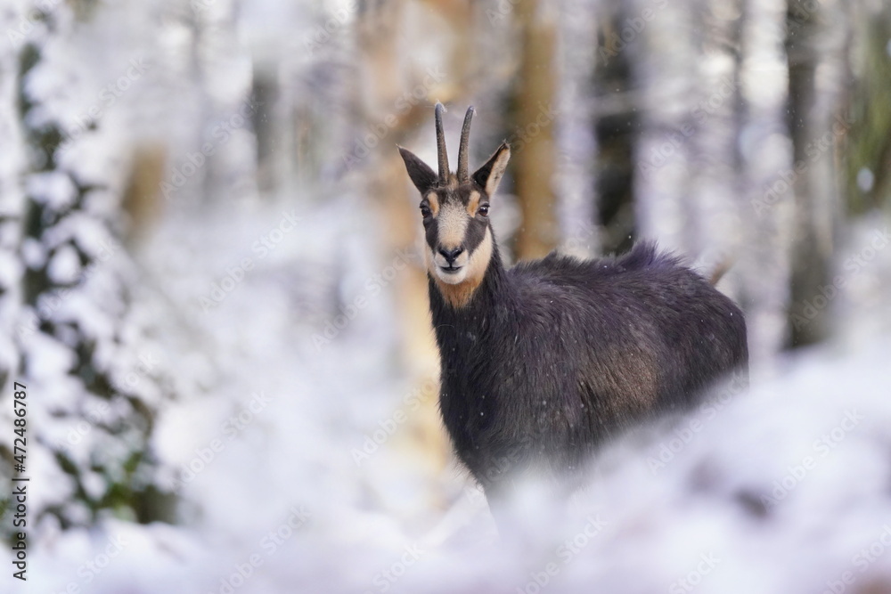chamois in winter forest. Winter scene with horn animal. Rupicapra rupicapra. Animal from Alp. chamois in winter forest. Winter scene with horn animal. Rupicapra rupicapra. Animal from Alp.