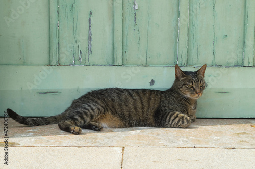 Gato y puerta turquesa