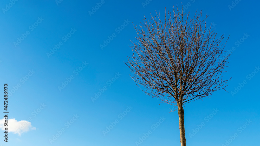 Round crowns of decorative small tree without leaves against the background of classic blue sky. Space for text. Round crowns of decorative small tree without leaves against the background of classic blue sky. Space for text.