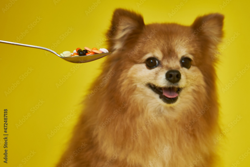 Obraz premium A spoonful of pills on the background of a happy dog's face. Animal treatment, vitamins for animals on a yellow background.
