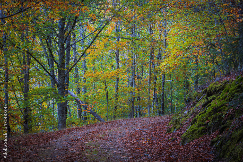 Fototapeta premium Colorful Autumn forest path with beech trees at Manteigas - Serra da Estrela - Portugal.