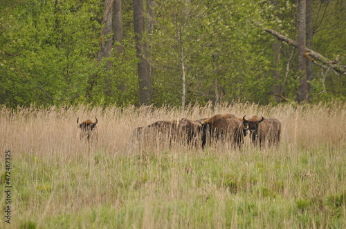 European bison in the forest in the Białowieża Primeval Forest. The largest species of mammal found in Europe. Ungulates living in herds. Endangered species.