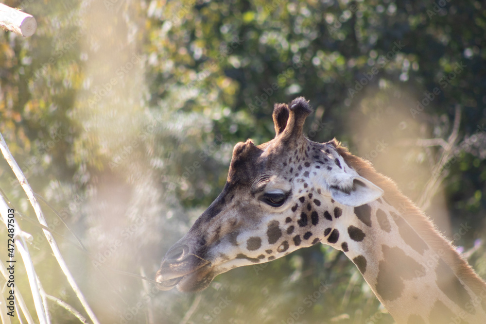 Obraz premium giraffe eating grass