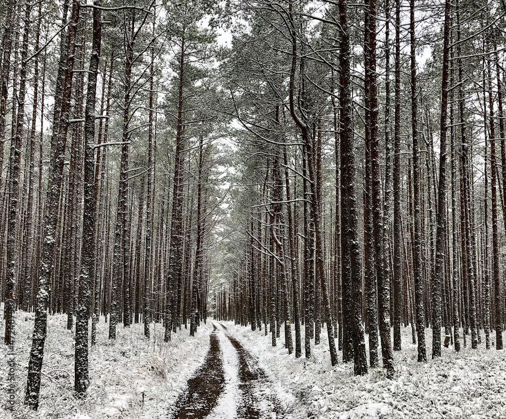 Fototapeta premium Winter forest in the snow, road in the winter forest