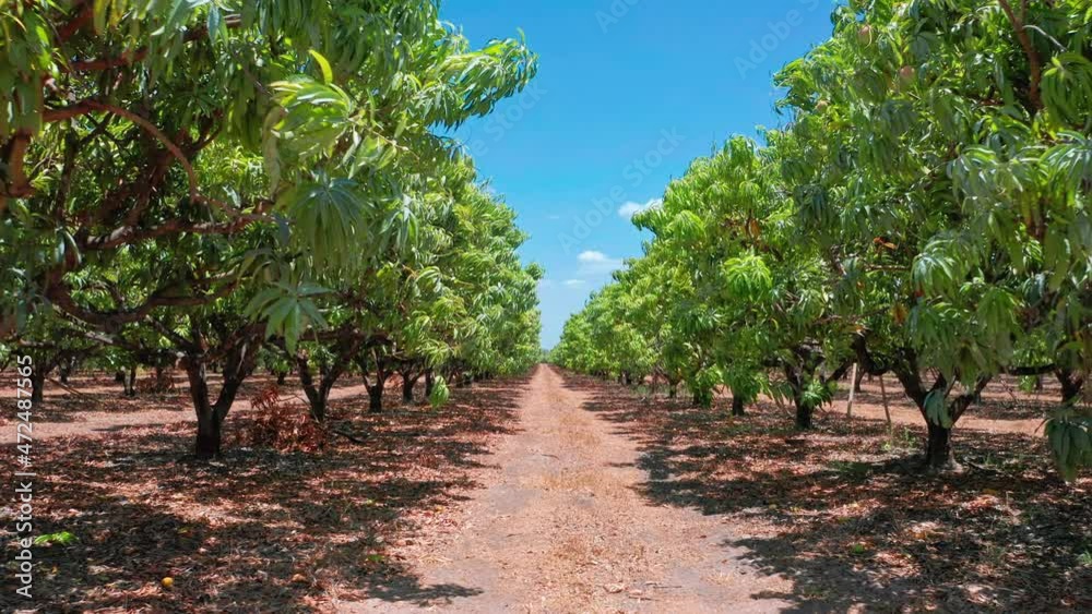 Mango trees on farm orchard plantation. Australia Northern Territory