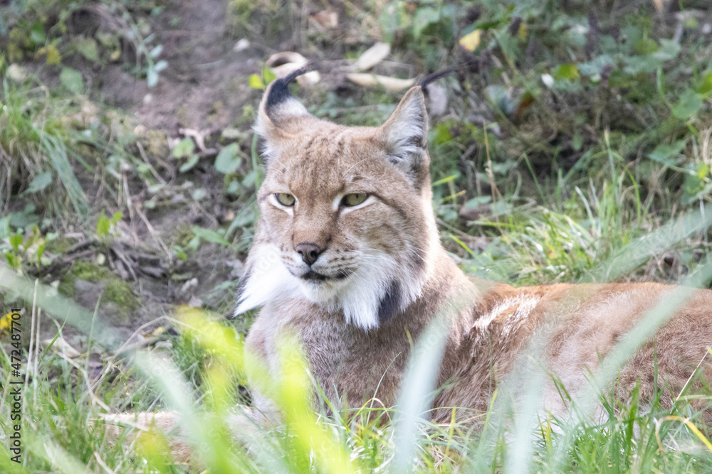 lynx in the grass lynx in the grass