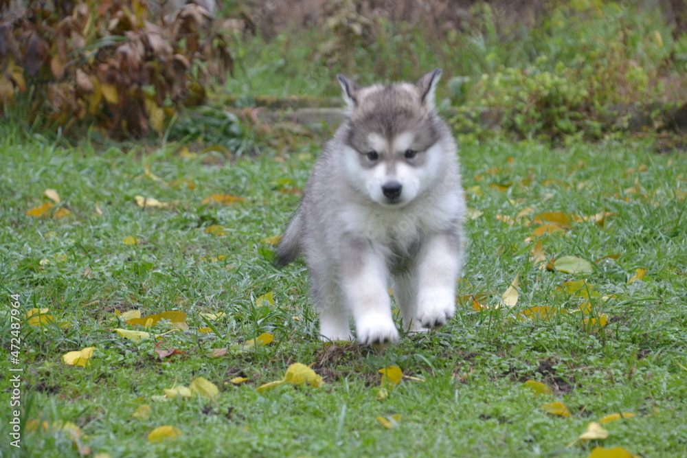 Alaskan Malamute on vacation in the summer