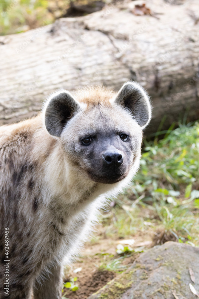 close up of a hyena close up of a hyena