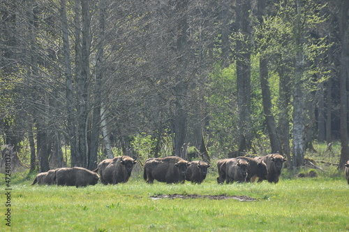 European bison in the forest in the Białowieża Primeval Forest. The largest species of mammal found in Europe. Ungulates living in herds. Endangered species.