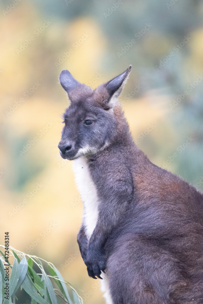 Fototapeta premium kangaroo in the grass