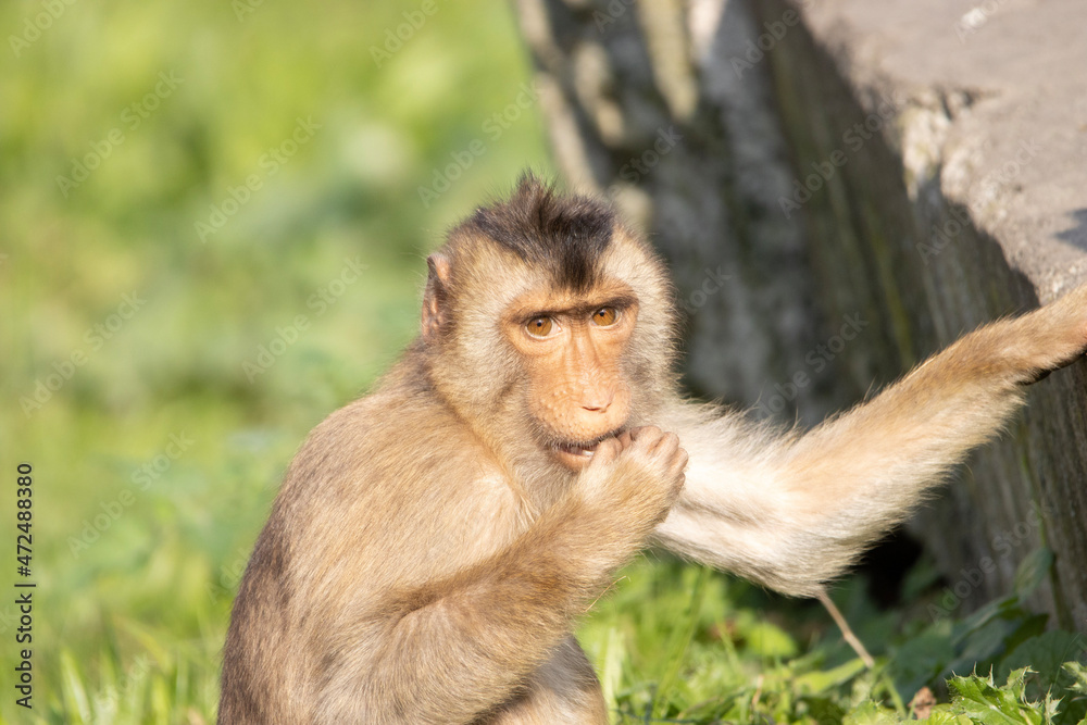 Obraz premium portrait of a macaque