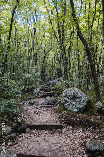 landscape of a forest with mountains and trees