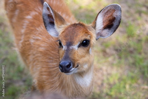 portrait of a antelope