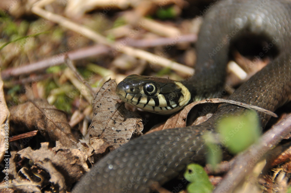 Fototapeta premium Grass snake. A non-poisonous snake that lives in Europe. Yellow spots on the back of the head are a hallmark.