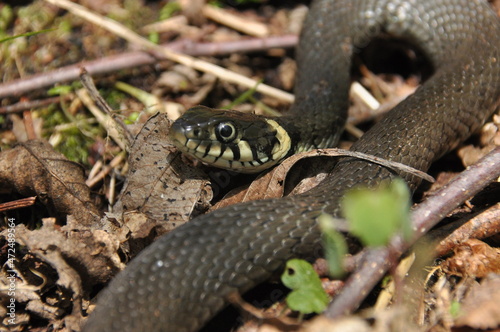 Grass snake. A non-poisonous snake that lives in Europe. Yellow spots on the back of the head are a hallmark.
