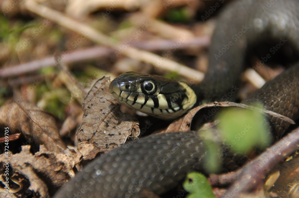 Grass snake. A non-poisonous snake that lives in Europe. Yellow spots on the back of the head are a hallmark. Grass snake. A non-poisonous snake that lives in Europe. Yellow spots on the back of the head are a hallmark.