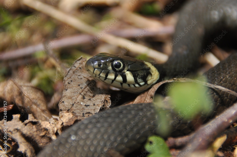 Grass snake. A non-poisonous snake that lives in Europe. Yellow spots on the back of the head are a hallmark. Grass snake. A non-poisonous snake that lives in Europe. Yellow spots on the back of the head are a hallmark.
