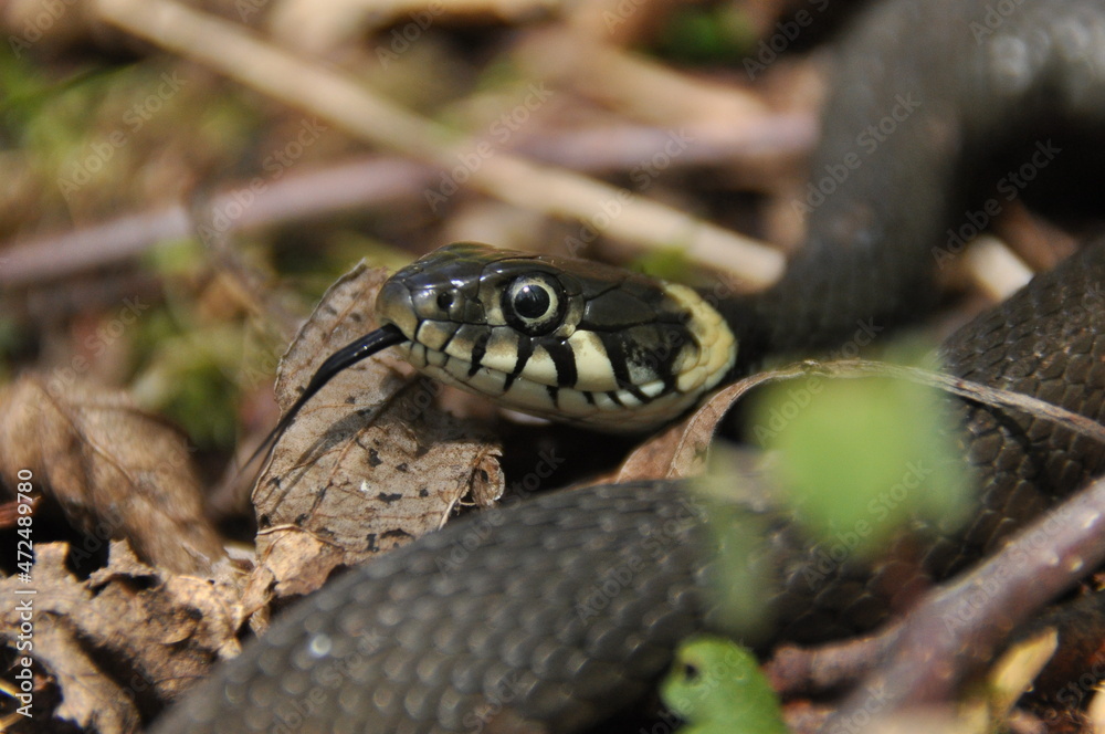 Grass snake. A non-poisonous snake that lives in Europe. Yellow spots on the back of the head are a hallmark. Grass snake. A non-poisonous snake that lives in Europe. Yellow spots on the back of the head are a hallmark.