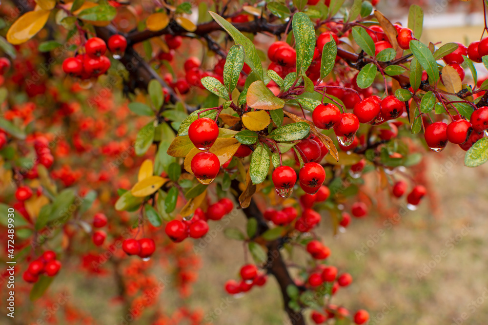 Red fruit of Crataegus monogyna, known as hawthorn or single-seeded hawthorn ( may, mayblossom, maythorn, quickthorn, whitethorn, motherdie, haw ).