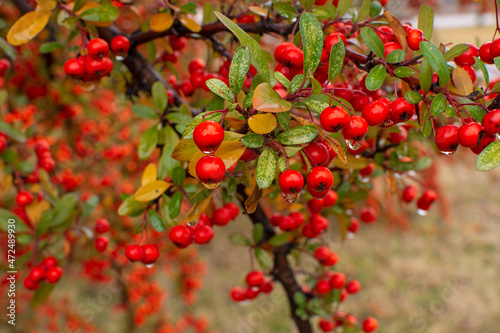 Red fruit of Crataegus monogyna, known as hawthorn or single-seeded hawthorn ( may, mayblossom, maythorn, quickthorn, whitethorn, motherdie, haw ).