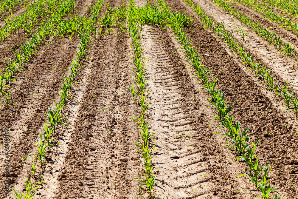 an agricultural field where corn is grown