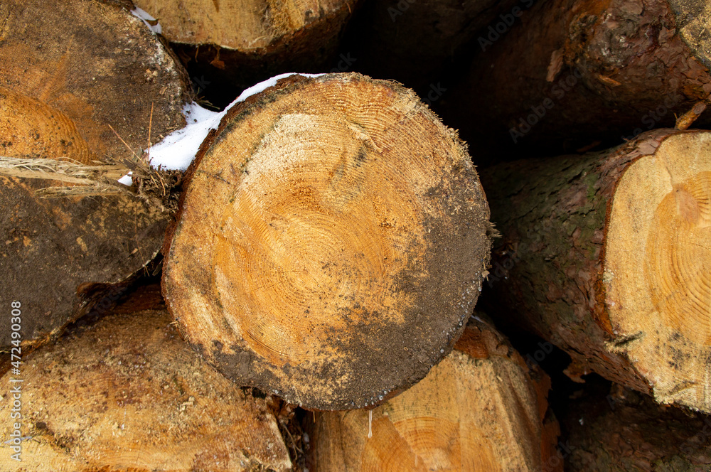 Wooden round saw cut of a coniferous tree close-up. Wooden round saw cut of a coniferous tree close-up.