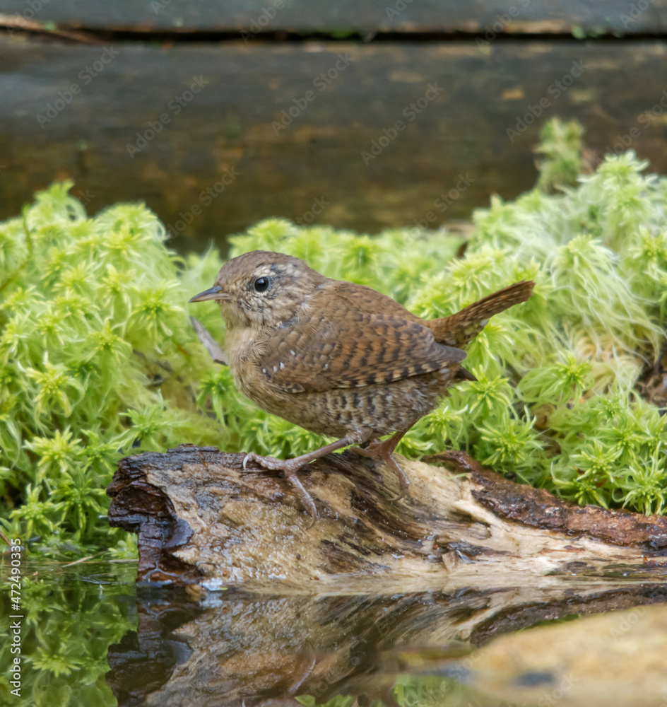 Крапивник, Eurasian Wren, Chochín paleártico, Scricciolo, Zaunkönig, Çıtkuşu, подкоряжник, в лесу Крапивник, Eurasian Wren, Chochín paleártico, Scricciolo, Zaunkönig, Çıtkuşu, подкоряжник, в лесу