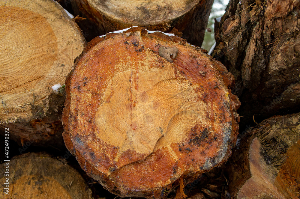 Wooden round saw cut of a coniferous tree close-up. Wooden round saw cut of a coniferous tree close-up.