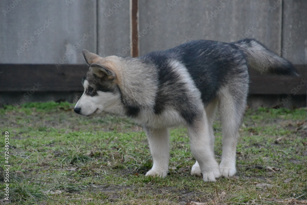 Alaskan Malamute on vacation in the summer Alaskan Malamute on vacation in the summer