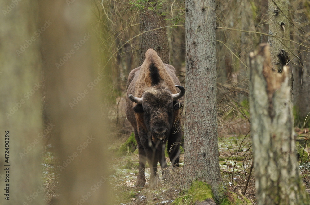 European bison in the forest in the Białowieża Primeval Forest. The largest species of mammal found in Europe. Ungulates living in herds. Endangered species. European bison in the forest in the Białowieża Primeval Forest. The largest species of mammal found in Europe. Ungulates living in herds. Endangered species.