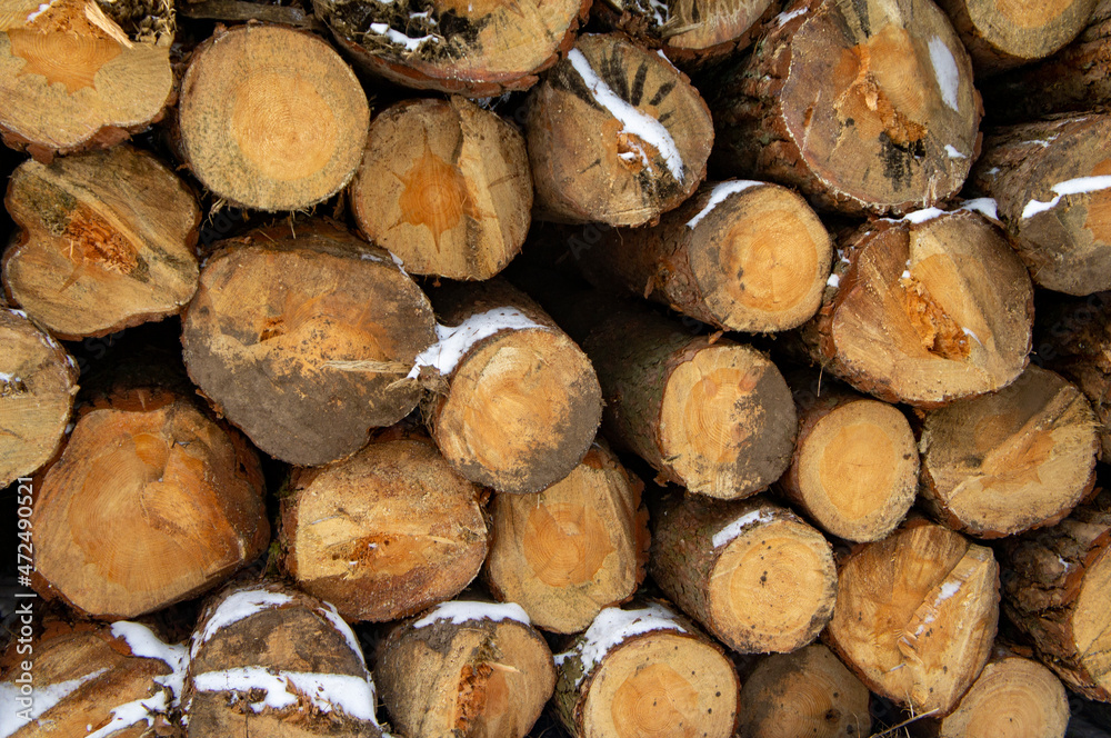 Wooden round saw cut of a coniferous tree close-up. Wooden round saw cut of a coniferous tree close-up.