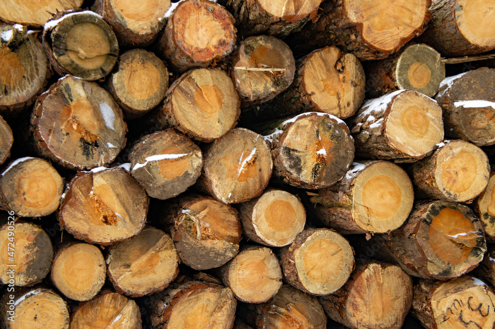 Wooden round saw cut of a coniferous tree close-up. Wooden round saw cut of a coniferous tree close-up.