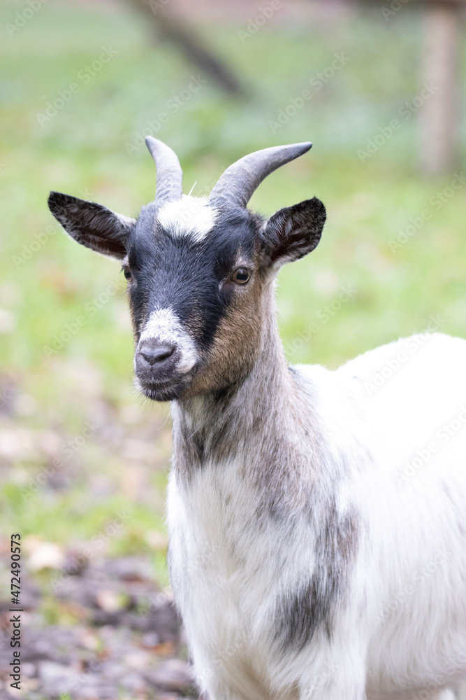 portrait of a goat