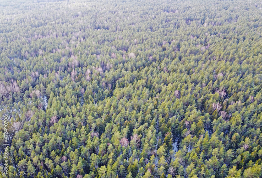 Aerial view of green coniferous forest in winter Aerial view of green coniferous forest in winter
