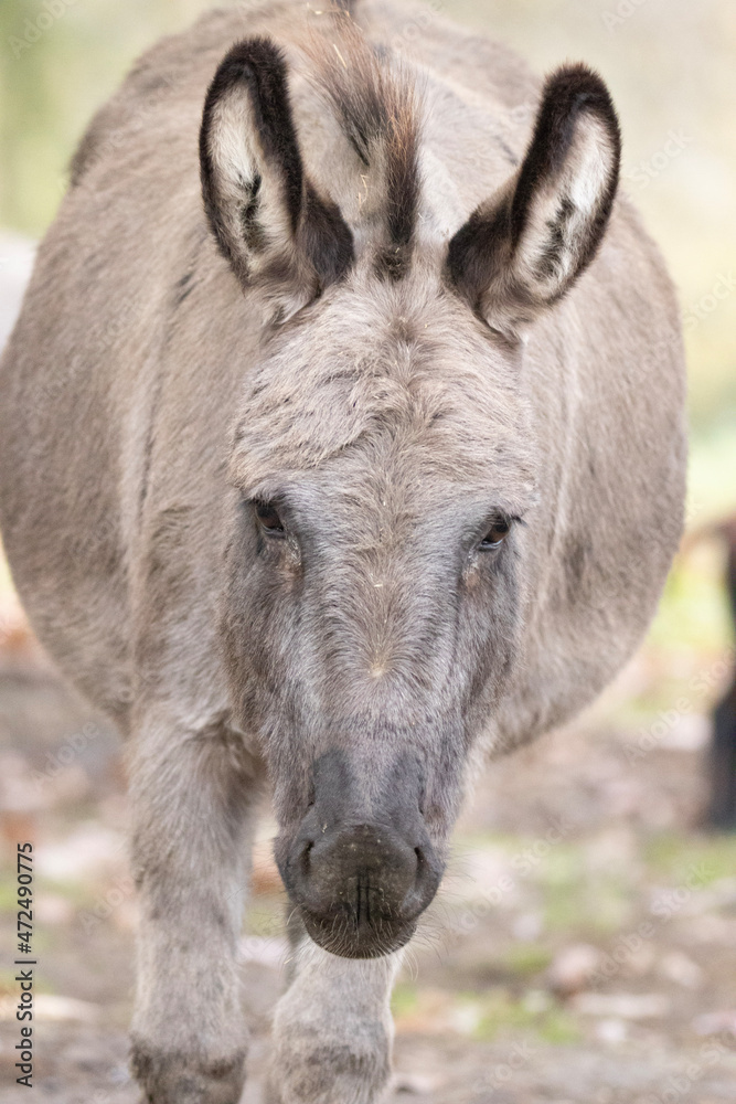 donkey eating